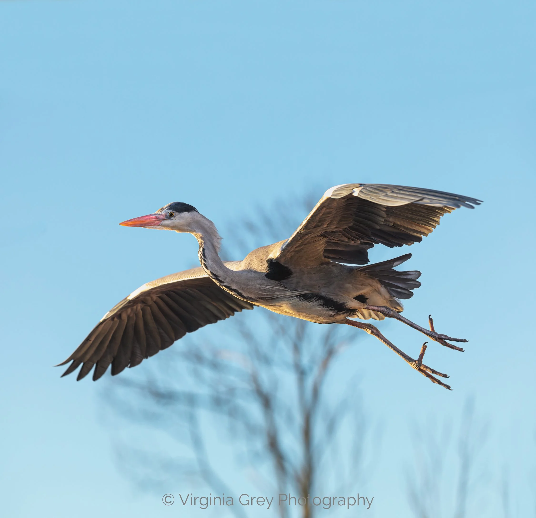 Grey Heron IMG_0767-Enhanced-NR FINAL STRETCH.jpg