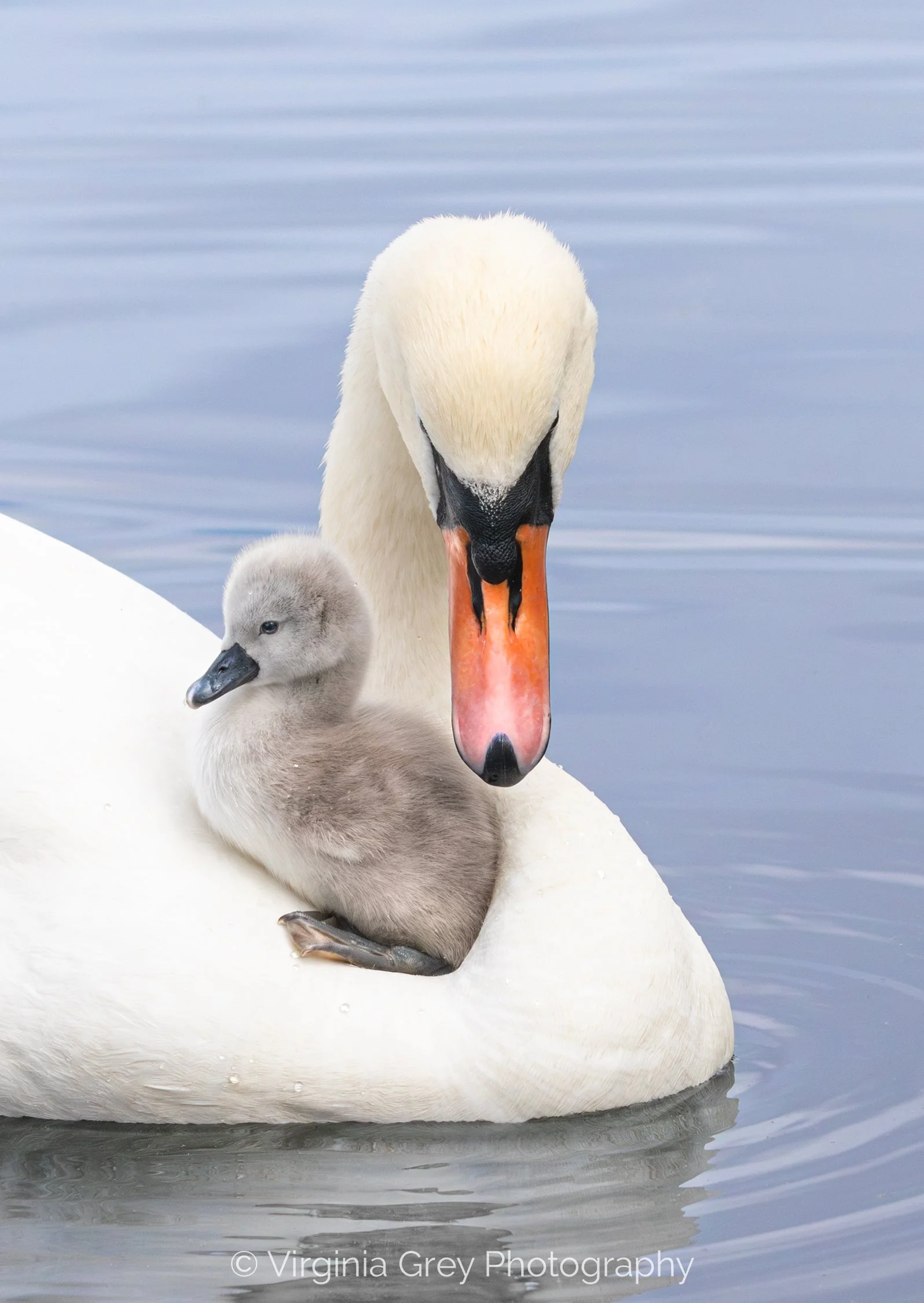 Swan with cygnet by neck IMG_6146 CROP.jpg