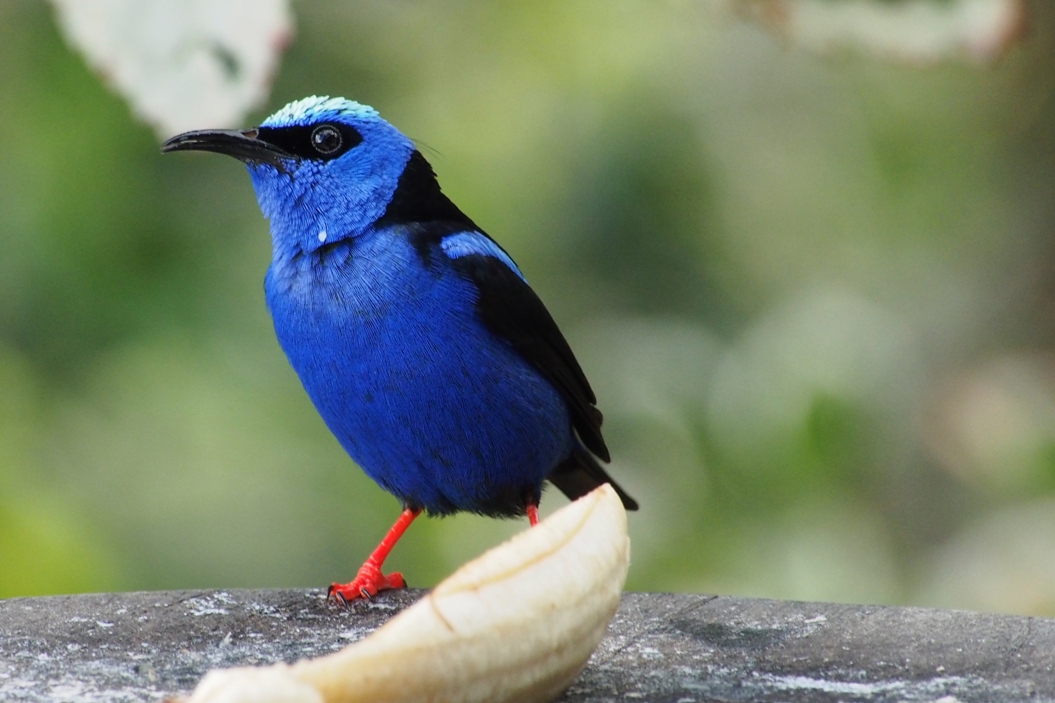 A Peterborough Birder in Panama    