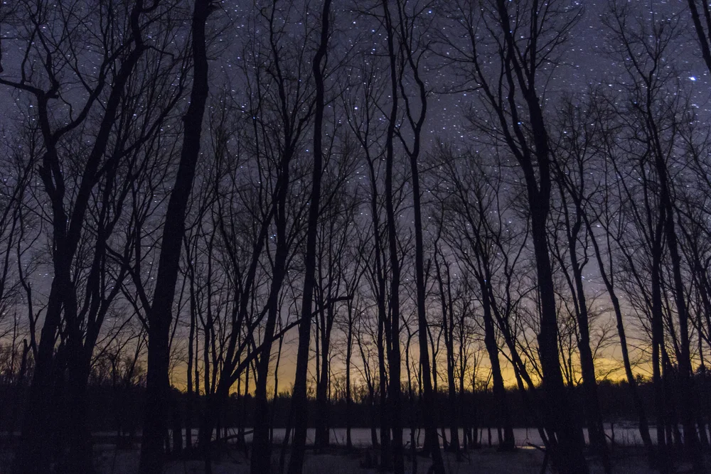 Stars through the trees.jpg