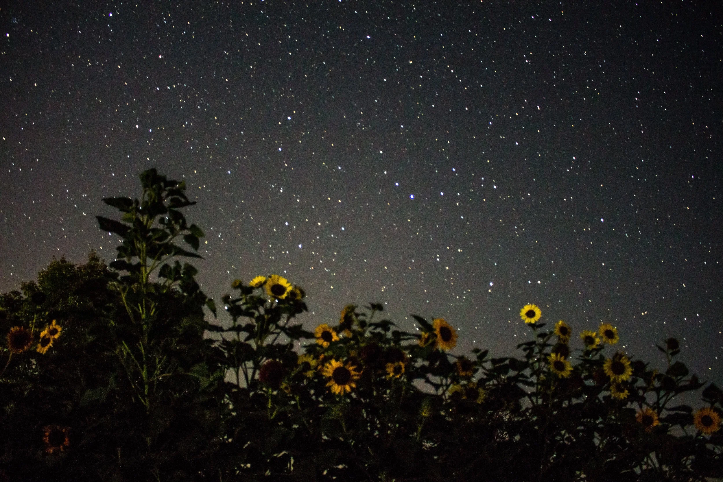 Sun Flower - Mitch Pickard.jpg