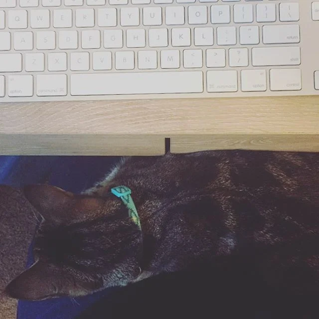 Everyone should have a snuggly office assistant #Ellie #officeassistantkitten #graphicdesigner #homeoffice #perksofhome