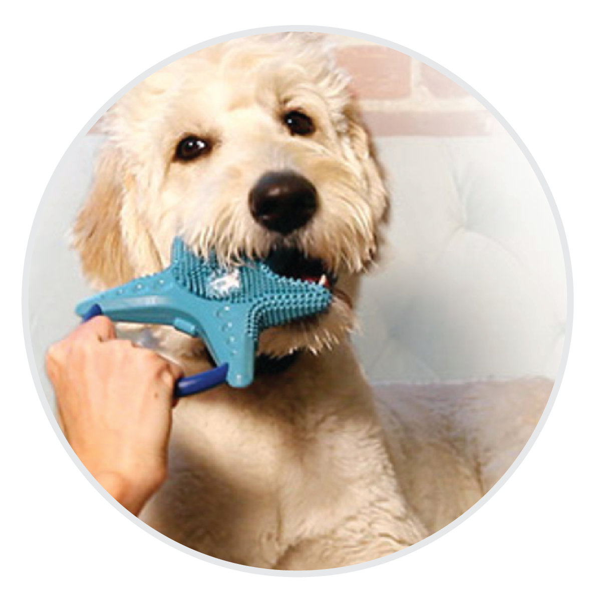 DOG2-01.png
