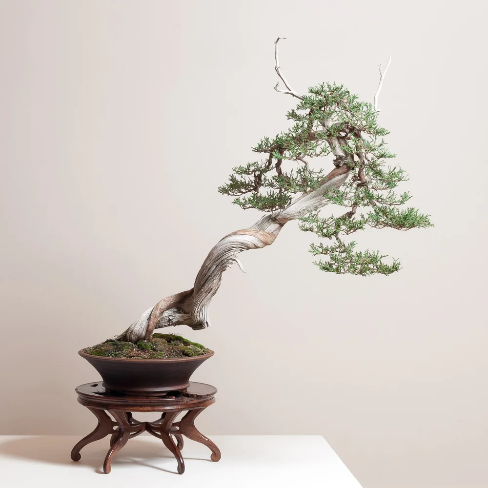 Bonsai Stands Gallery  Austin Heitzman Furniture