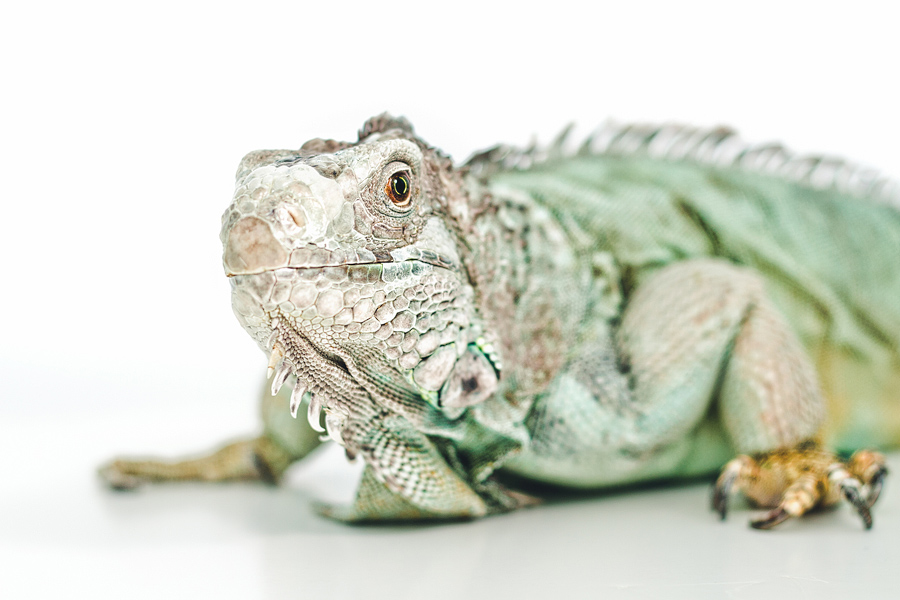 iguana-portrait.jpg