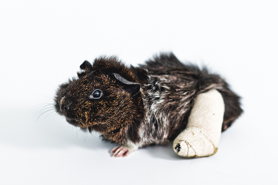 guinea-pig-portrait.jpg