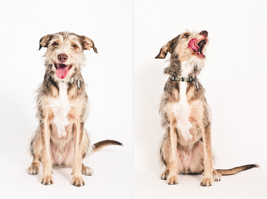 dog-diptych-portrait.jpg