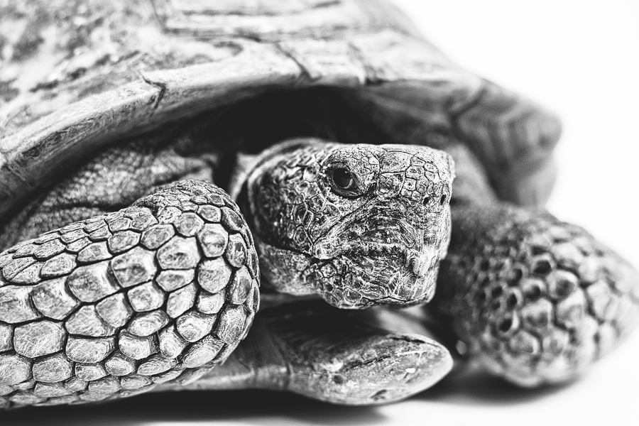african-tortoise.jpg
