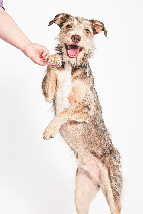 happy-dog-portrait.jpg