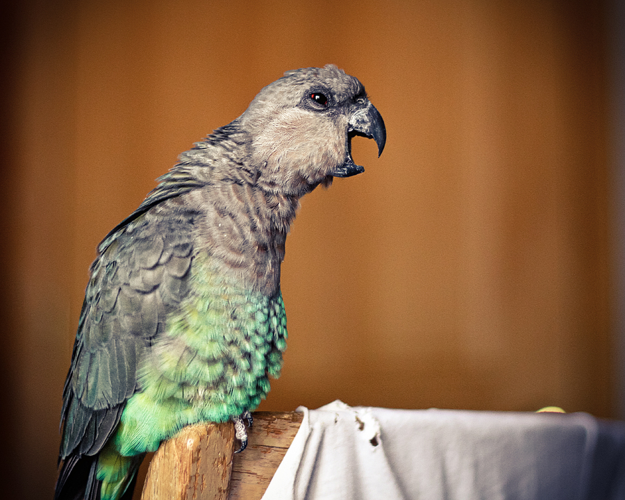 redbellied-poicephalus-parrot.jpg