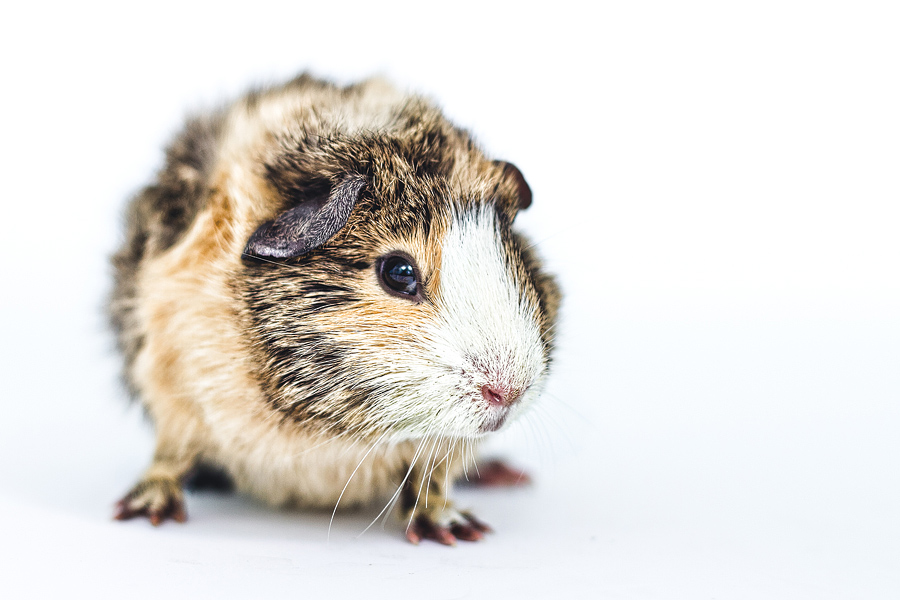 brindle-guinea-pig.jpg