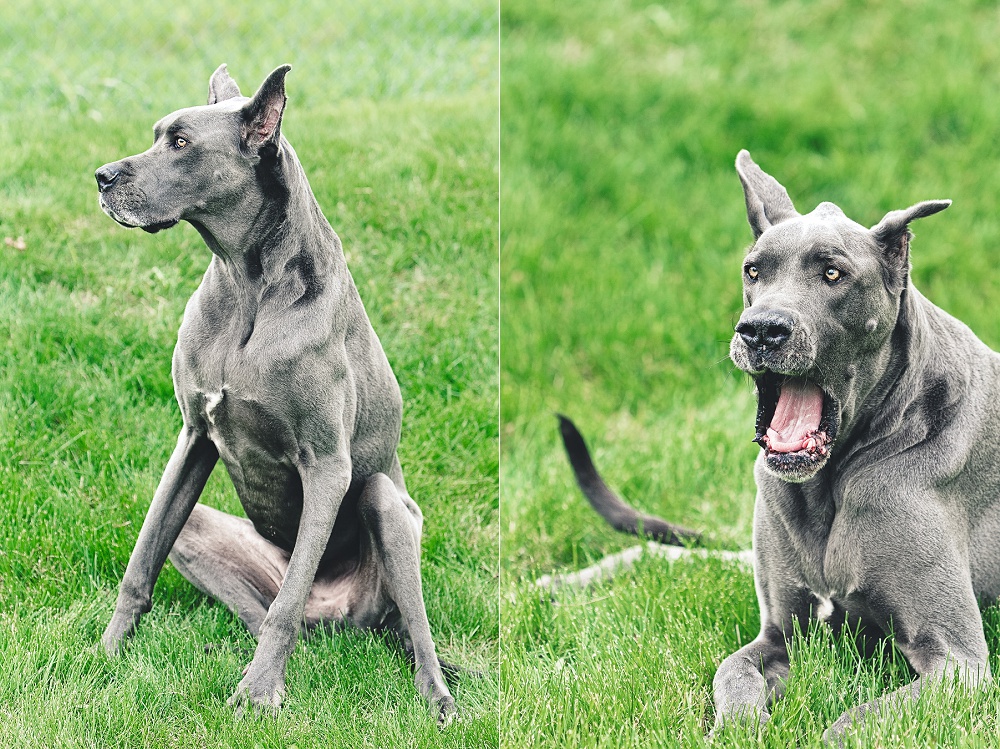 blue-great-dane.jpg