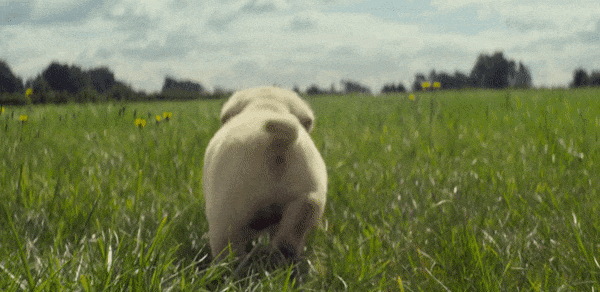 ANDREX_LOW.gif