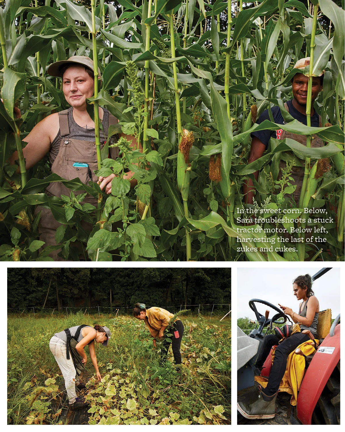Community Farm