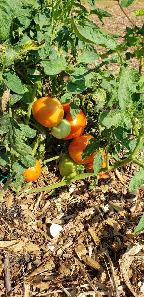 Tomatoes.jpg