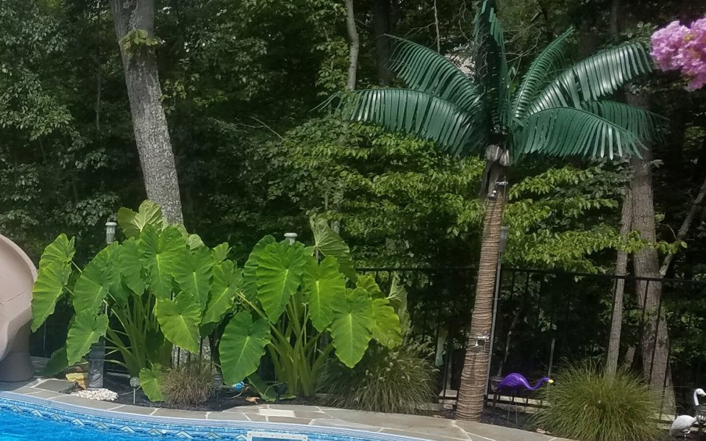  Everyone needs an outdoor palm-tree shower! 
