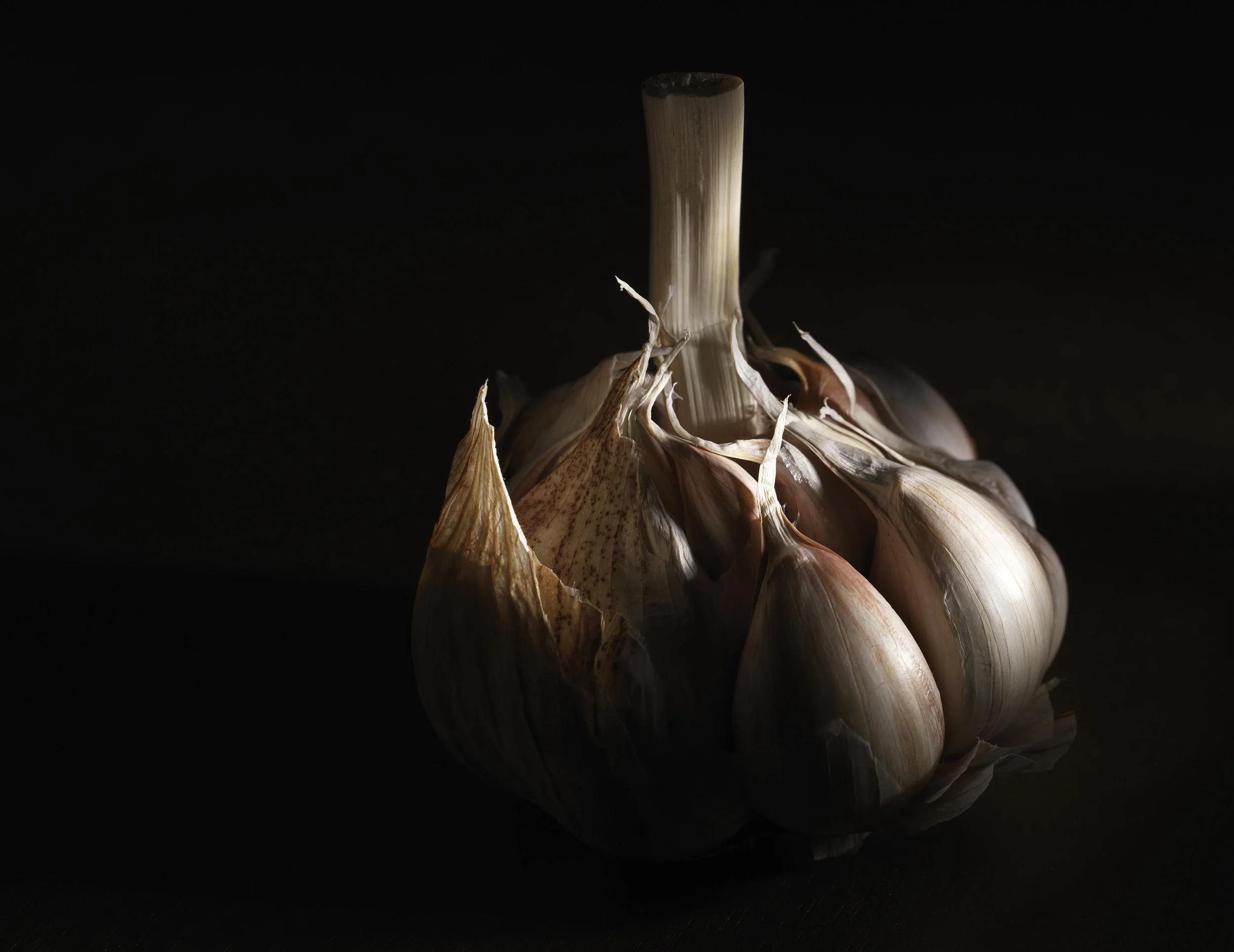 5551_Garlic.jpg
