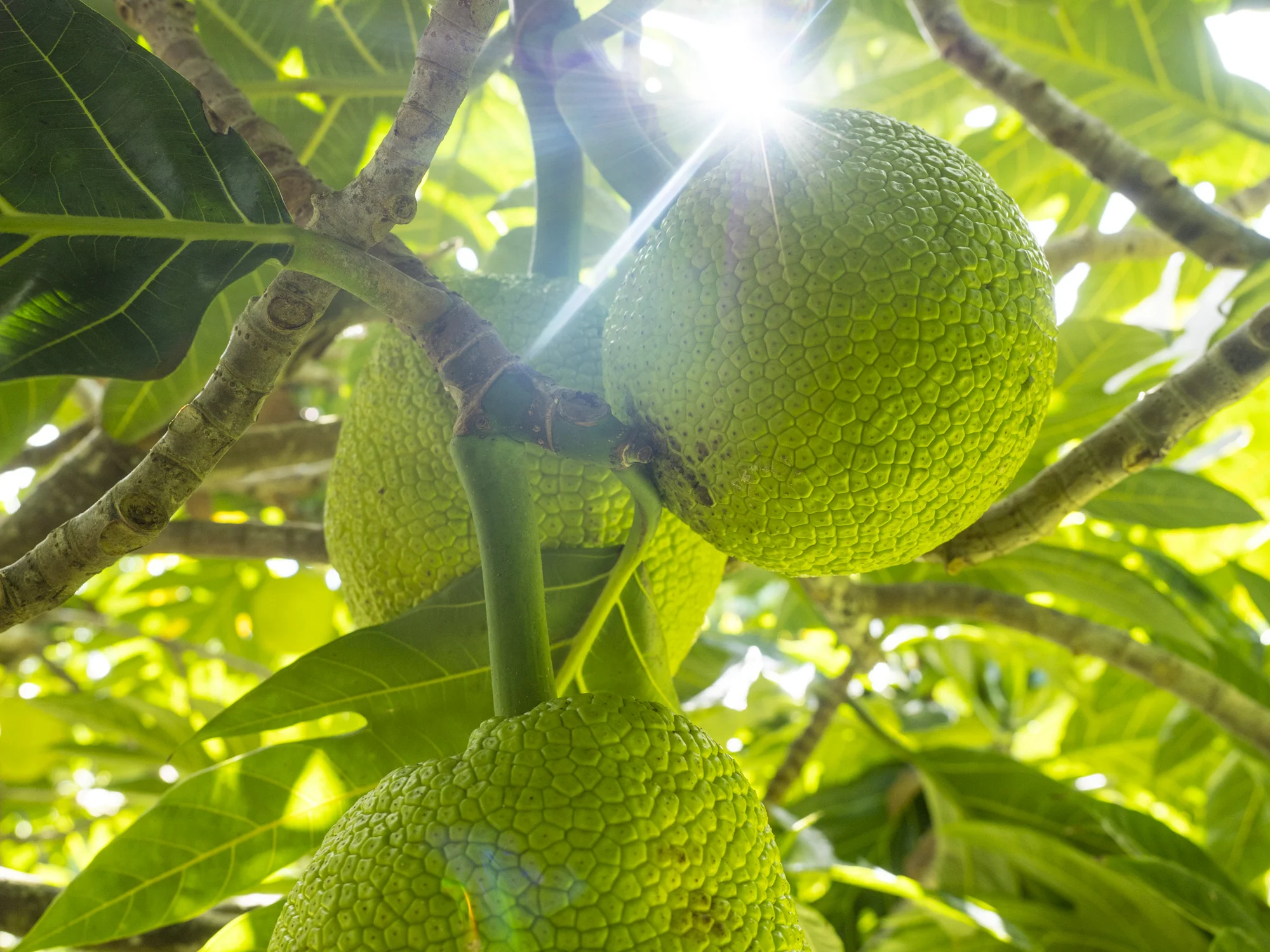 Breadfruit