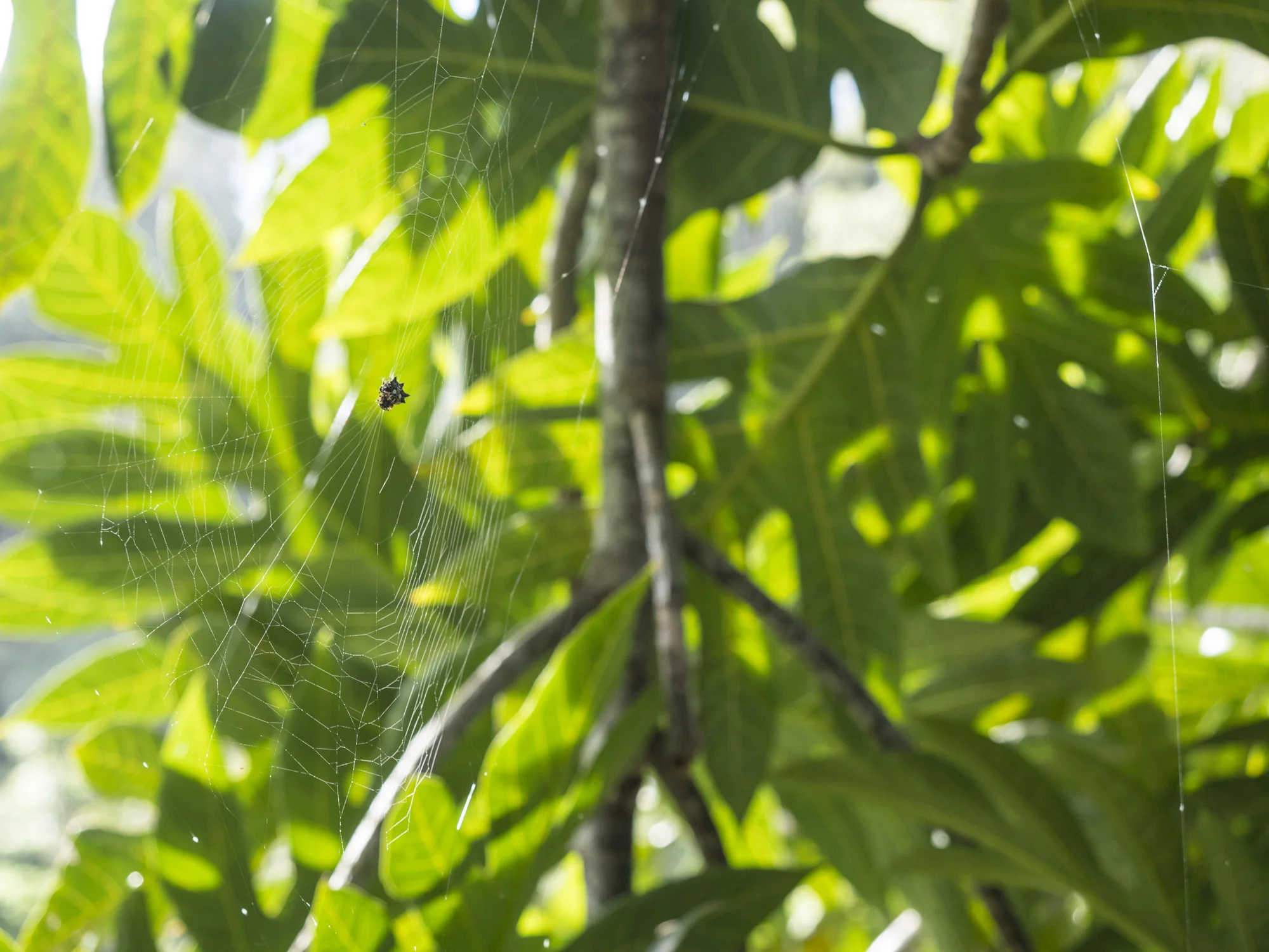 Spider in Breadfruit Tree