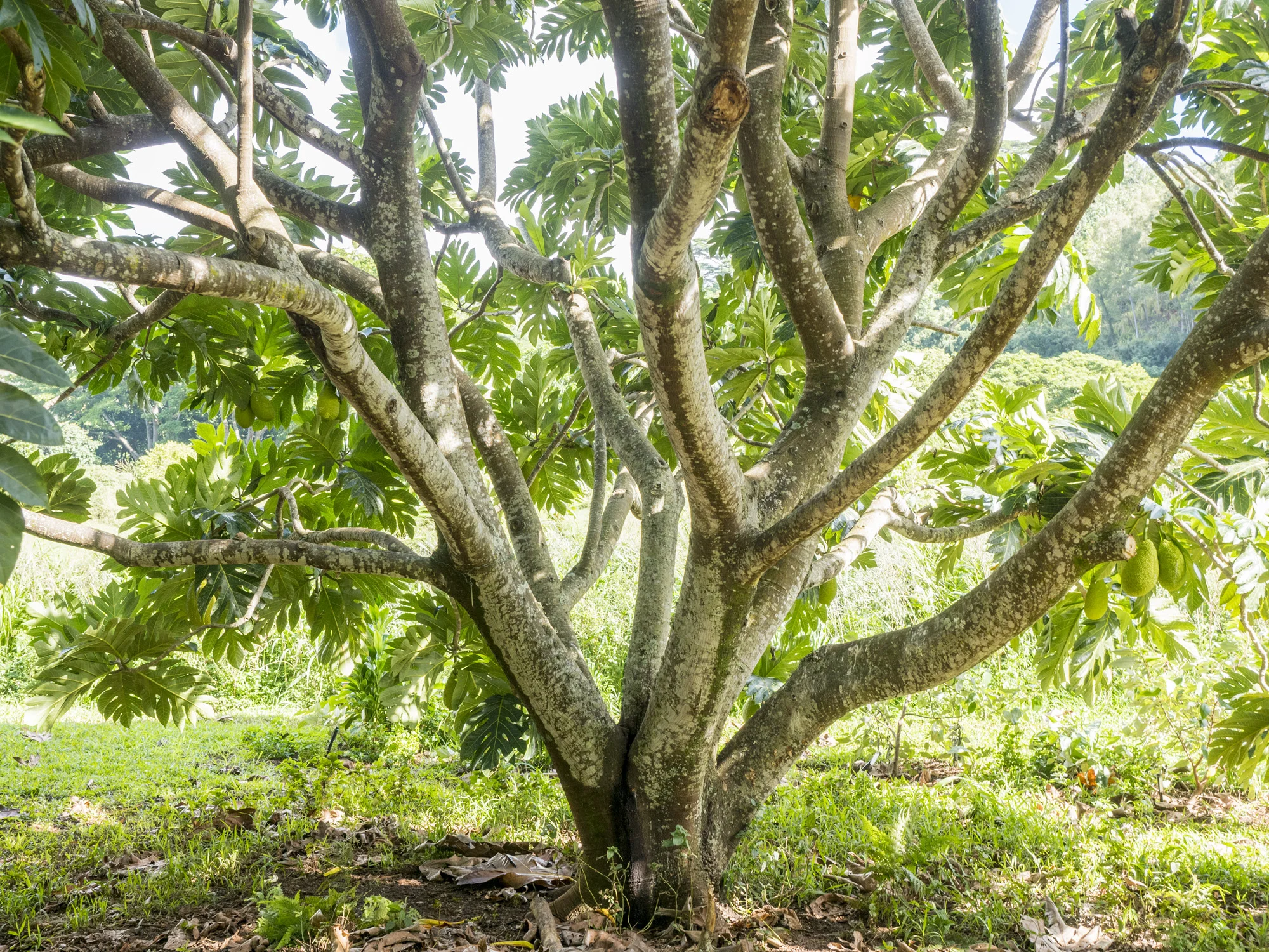 Breadfruit Tree Trunk