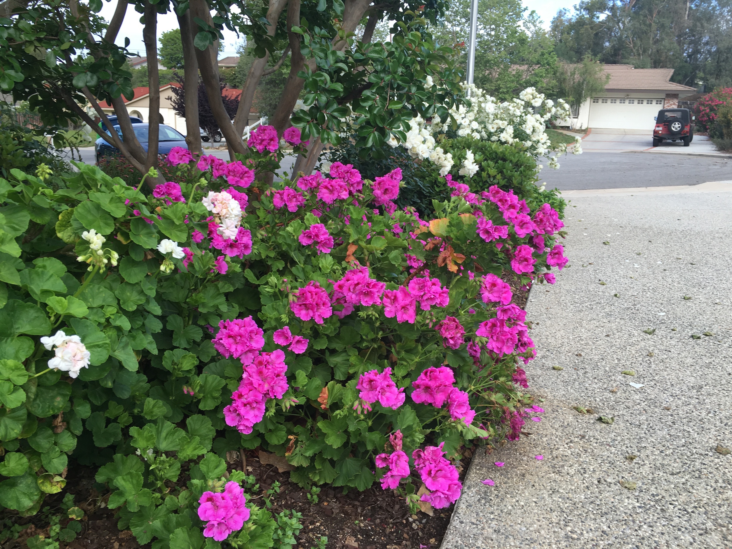 Copy of Drought tolerant landscape