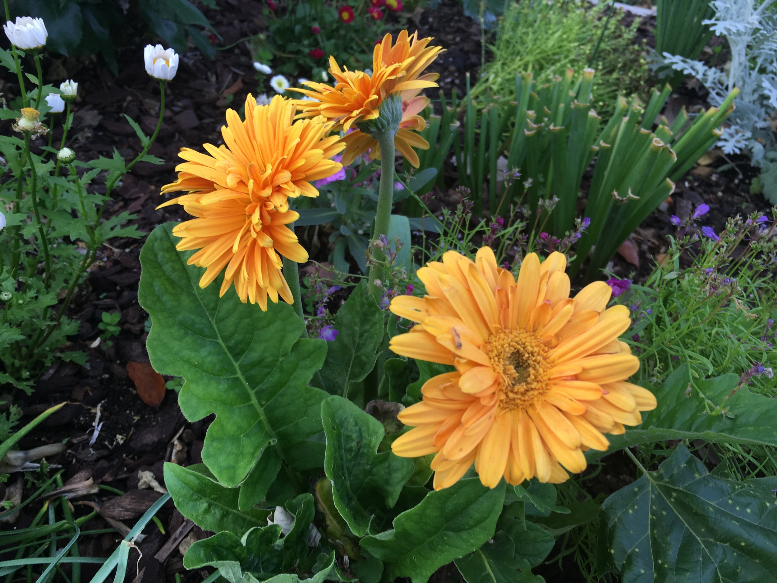 Drought tolerant landscape