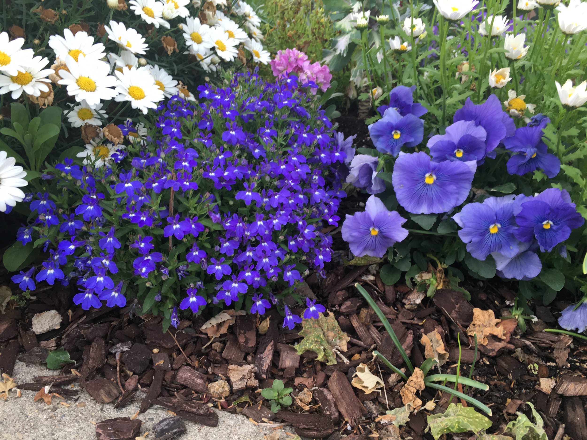 Drought tolerant landscape