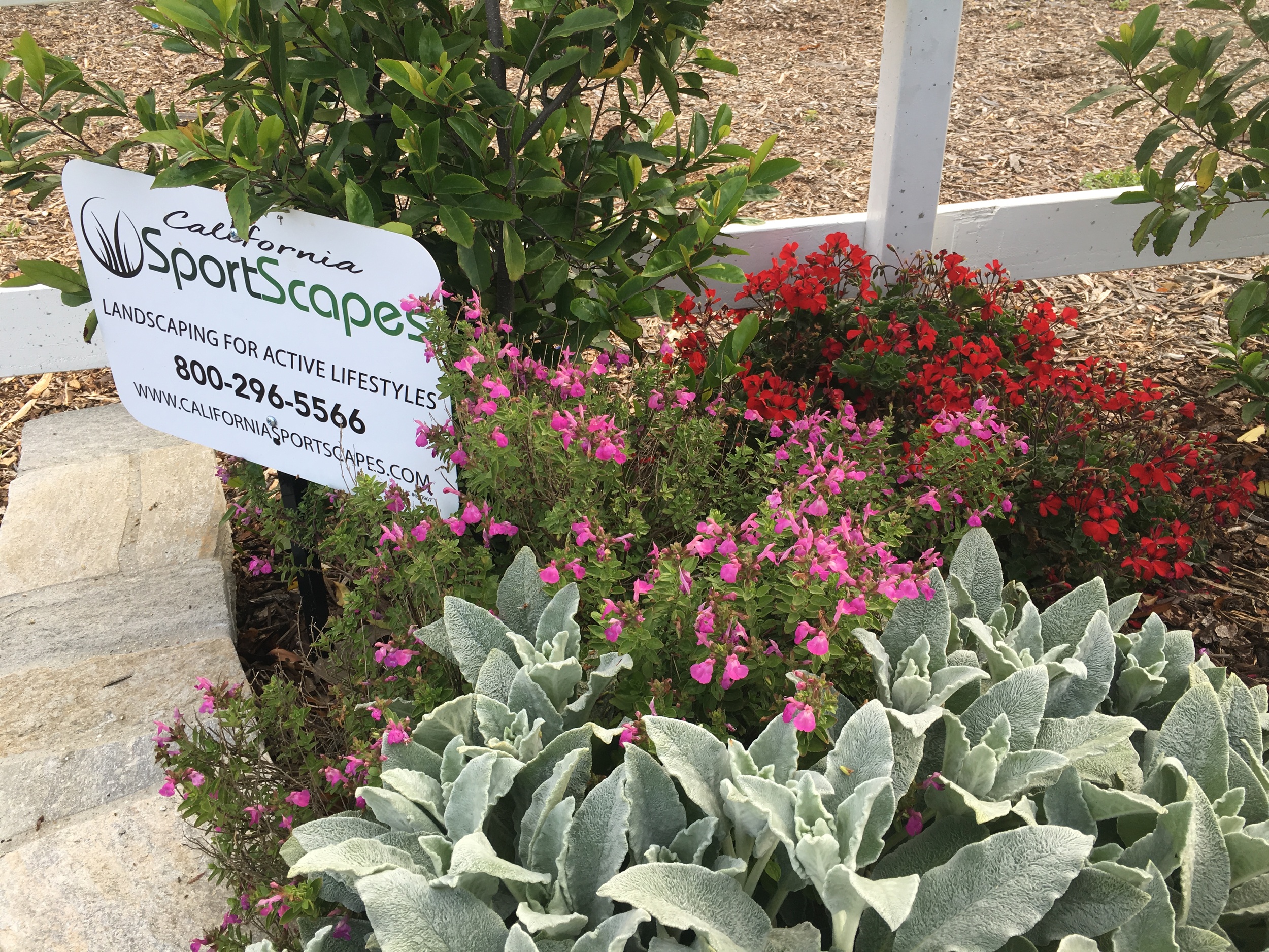 Copy of Drought tolerant landscape