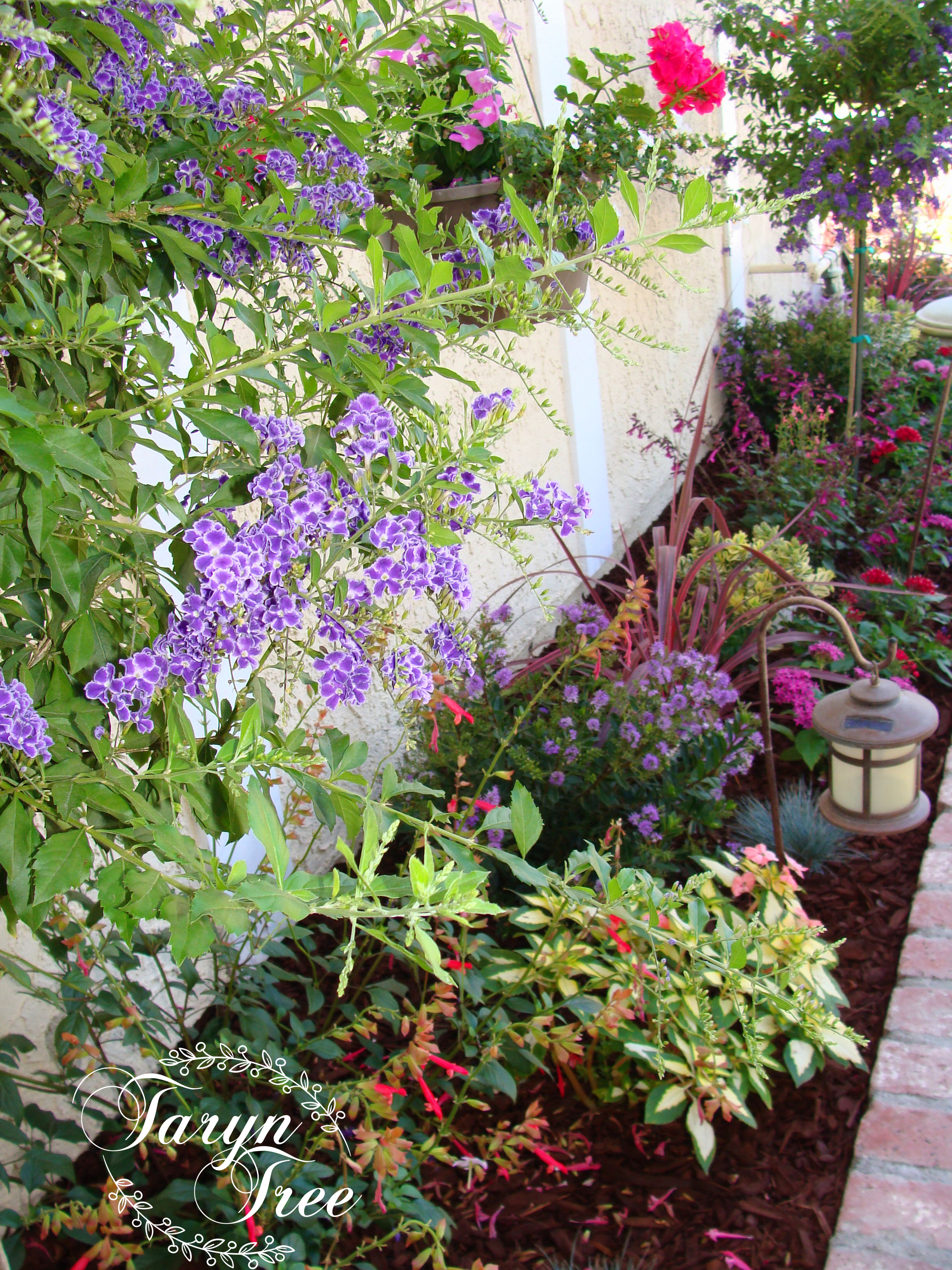 Drought tolerant landscape