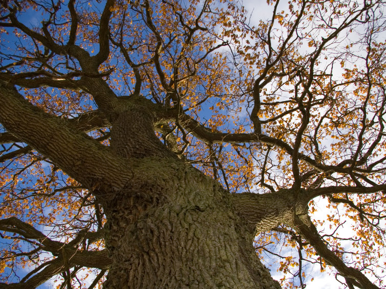 oak-tree-9b53c5e5cbd9e65edece5c56e208a376fc8d6deb-s800-c85.jpg