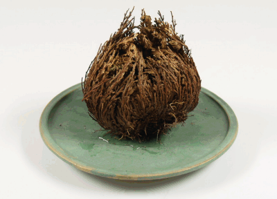 Rose of Jericho.gif