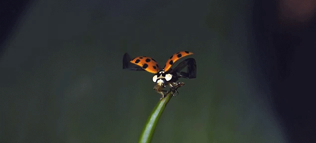 ladybug flight.gif