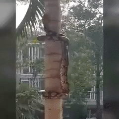 snake climb trees.gif