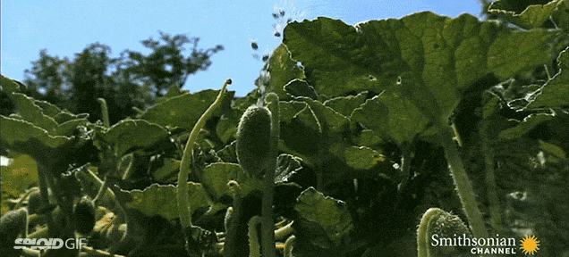 seed dispersal .gif