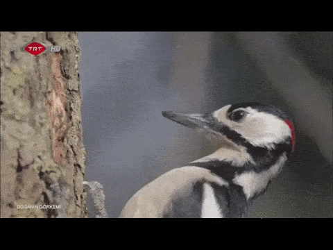 woodpecker slow-motion.gif