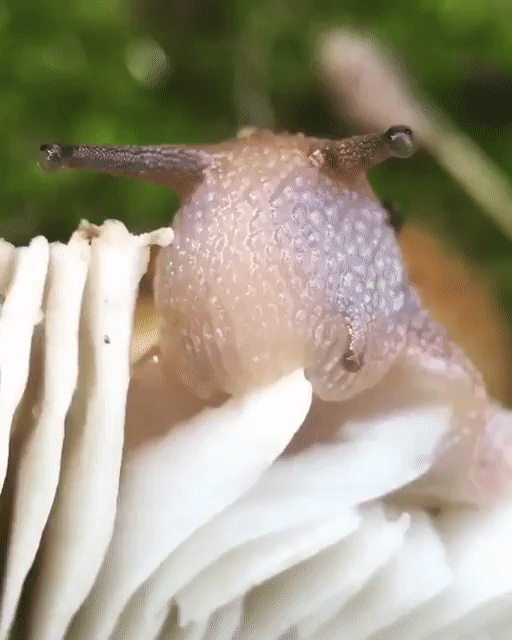 slug eating mushroom.gif