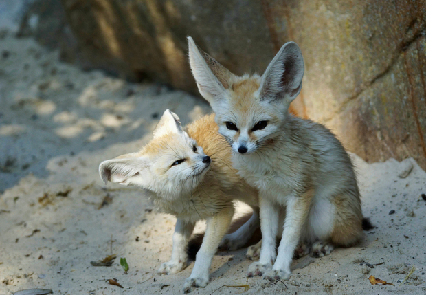 Fennec Foxes