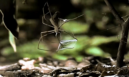spider web.gif