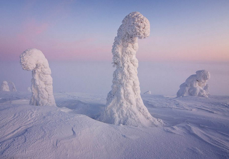 Snow Trees