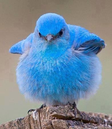 blue birds aren't blue.jpg