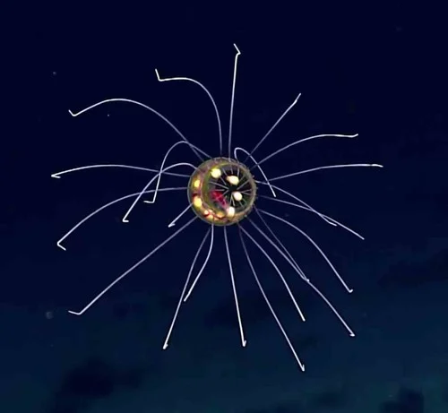 hydromedusa.jpg