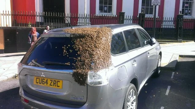 bee pheromones.jpg