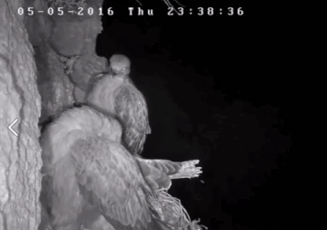owl vs hawk.gif