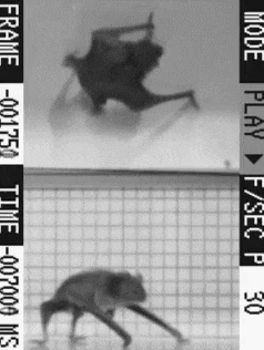 bat+running.gif
