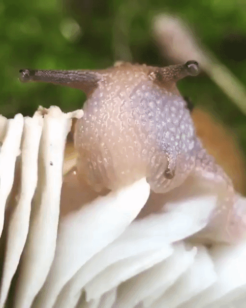 slug+eating+mushroom.gif