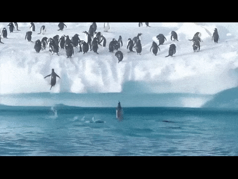 penguins h2o exit.gif