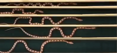 snakes+moving+.gif