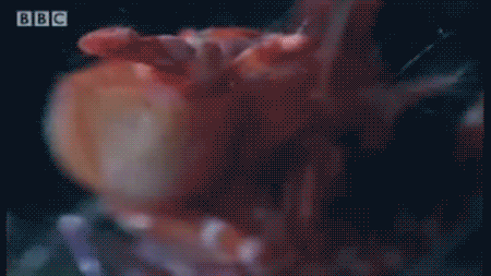 Pistol-Shrimp-sonic-weaponv3.gif
