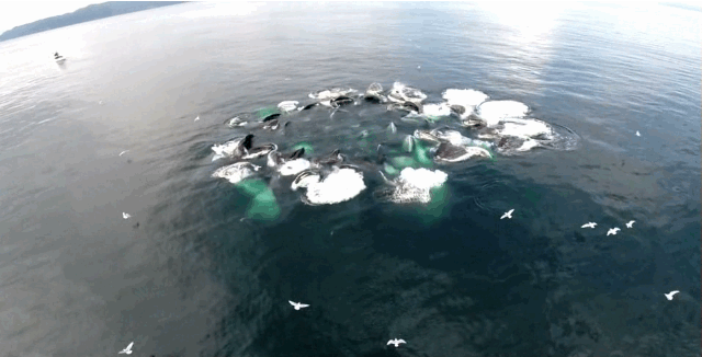 humpbacks bubble feeding.gif