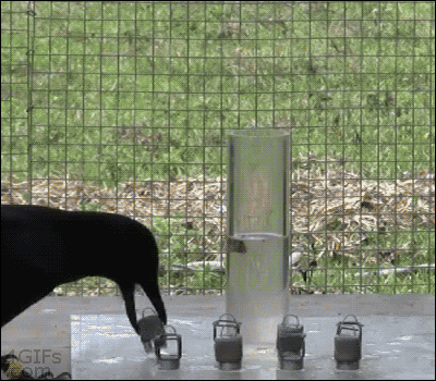 smart crow.gif